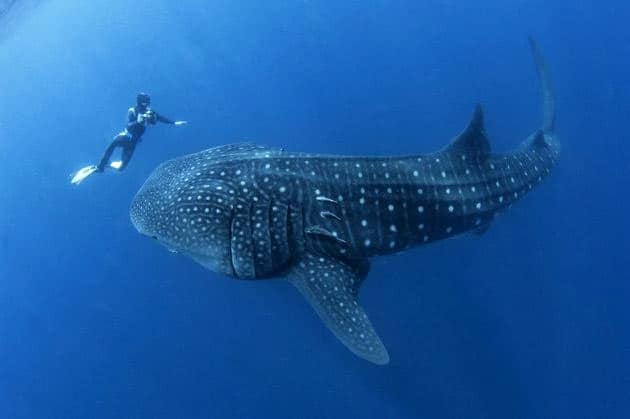 BZ-whale-shark