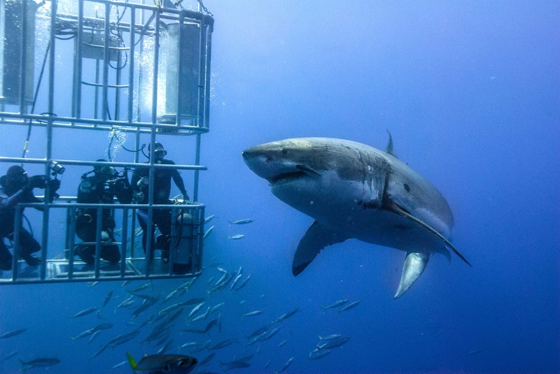 sport-cape-town-helicopters-tours-shark-cage-diving-1