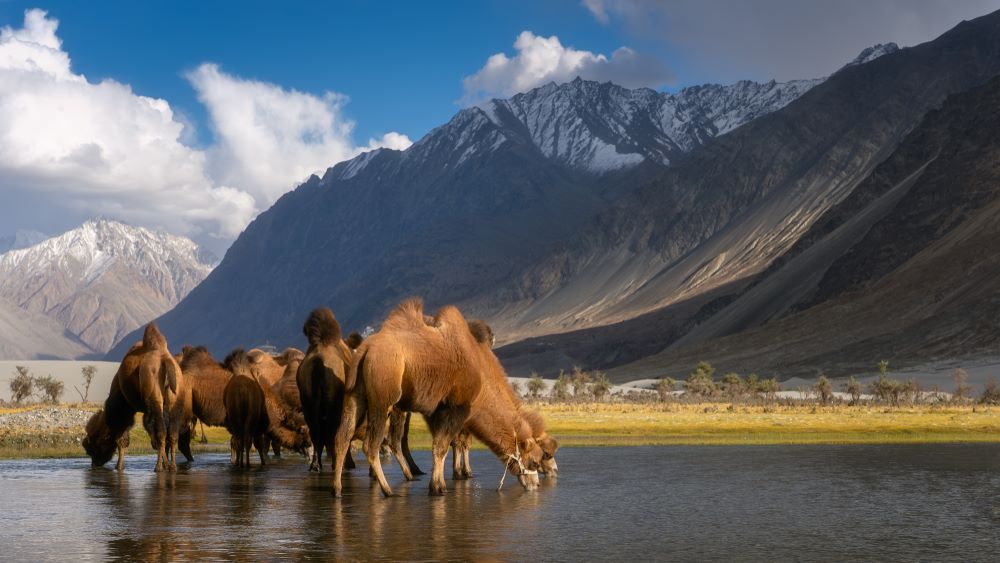 tourist attraction ladakh