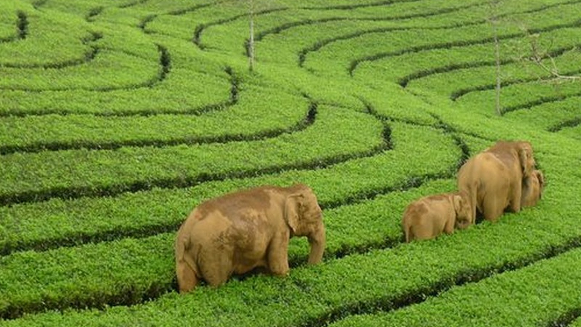 Munnar travel places